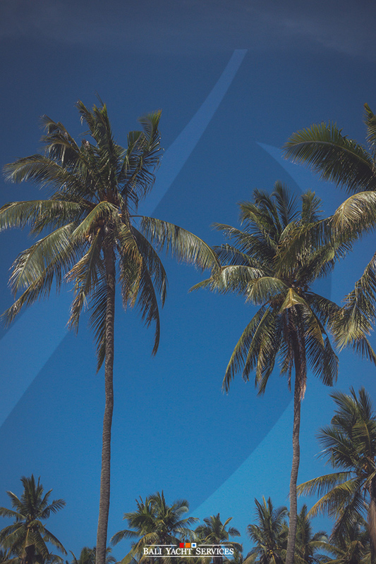 Awesome Palm Trees, Penida