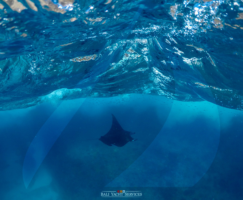 Nusa Penida Manta Ray