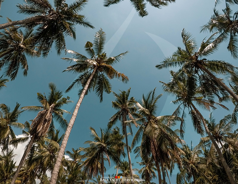 Palm Trees in Pendia